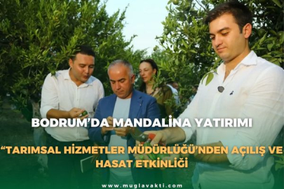 BODRUM’DA MANDALİNA YATIRIMI