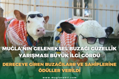 MUĞLA’NIN GELENEKSEL BUZAĞI GÜZELLİK YARIŞMASI BÜYÜK İLGİ GÖRDÜ: DERECEYE GİREN BUZAĞILARR VE SAHİPLERİNE ÖDÜLLER VERİLDİ