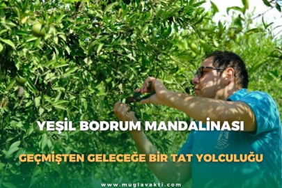 Yeşil Bodrum Mandalinası: Geçmişten Geleceğe Bir Tat Yolculuğu