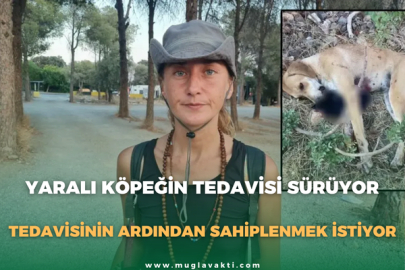 Yaralı Köpeğin Tedavisi Sürüyor: Tedavisinin Ardından Sahiplenmek İstiyor